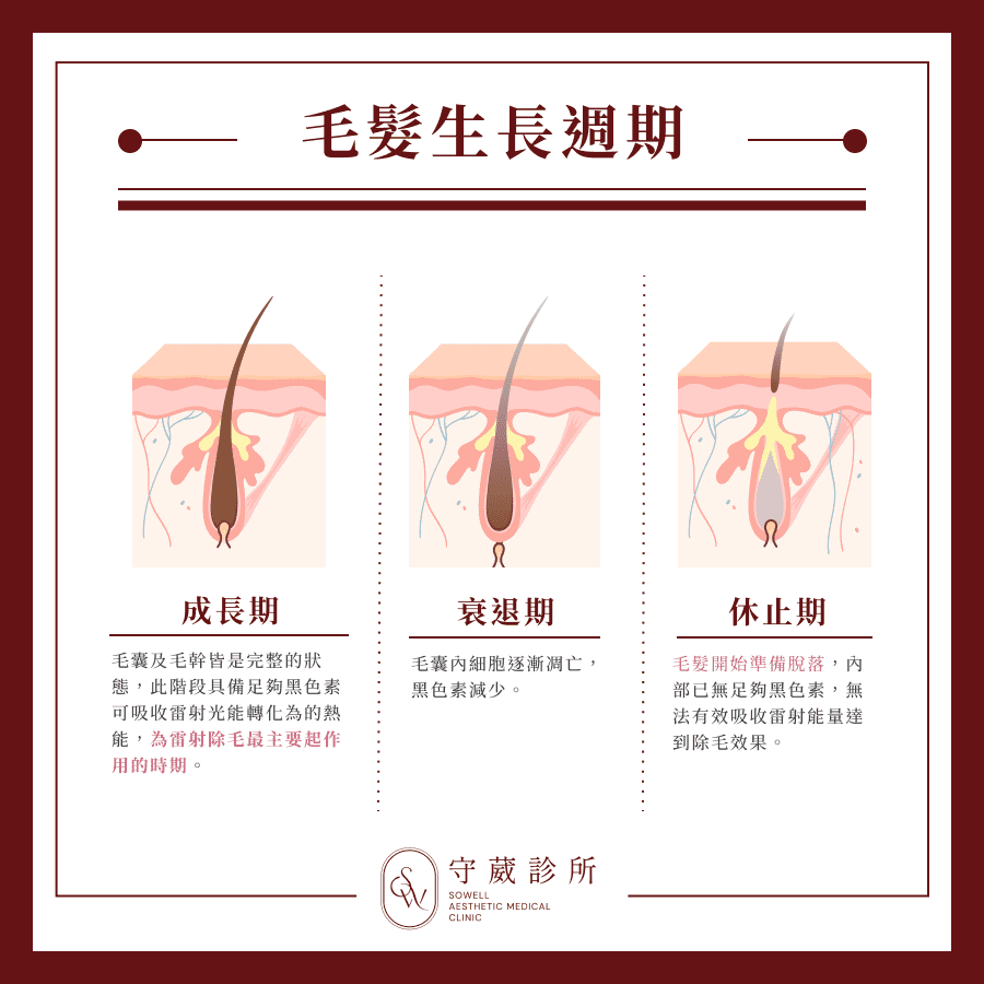 毛髮生長週期